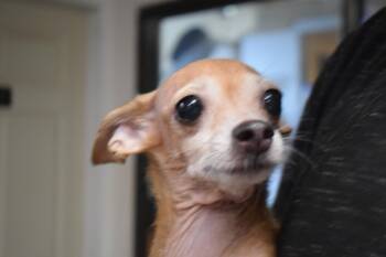 Ramona (L624 D5) -  Chihuahua Dog for Adoption in Pahrump, Nevada - Ramona (L624 D5) | PetCurious