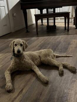 Standard Poodle Dogs Available for Adoption in Mobile, Alabama - Cammie | PetCurious