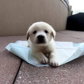Blizzard -  Great Pyrenees and Mixed Breed Dog Available for Adoption in Fayetteville, Arkansas - Blizzard | PetCurious