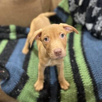 Catahoula Leopard Dog Dogs Available for Adoption - Lil Mac | PetCurious
