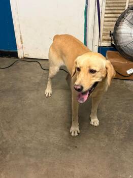 dave -  Labrador Retriever Dog for Adoption in Ozark, Alabama - Dave | PetCurious