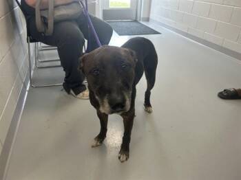 ROMAN -  German Shepherd Dog and Mixed Breed Dog for Adoption in Ocala, Florida - ROMAN | PetCurious