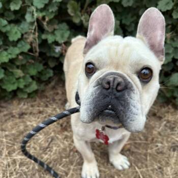 Frankie -  French Bulldog Dog for Adoption in Oceanside, California - Frankie | PetCurious