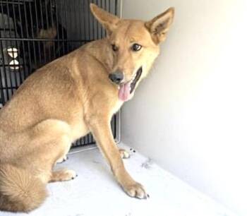 Carolina Dog and Mixed Breed Dogs Available for Adoption - A651308 | PetCurious