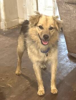 Charles -  Shetland Sheepdog Sheltie and Shepherd Dog for Adoption in Horn Lake, Mississippi - Charles | PetCurious