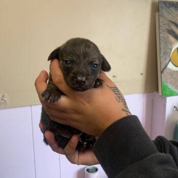 Poodle Dogs Available for Adoption in San Pablo, California - Jackpot | PetCurious