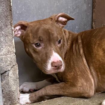 Rihanna -  American Staffordshire Terrier Dog for Adoption in Waldorf, Maryland - Rihanna | PetCurious
