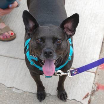 Violet -  Pit Bull Terrier and Black Labrador Retriever Dog for Adoption in La Grange, Kentucky - Violet | PetCurious