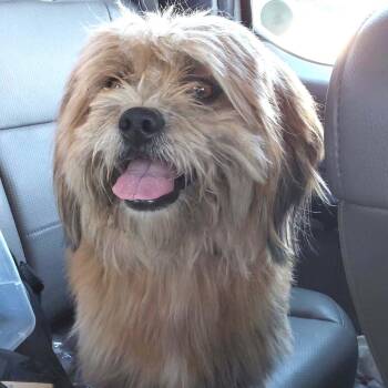 Fairy -  Maltese and Mixed Breed Dog for Adoption in San Francisco, California - Fairy | PetCurious