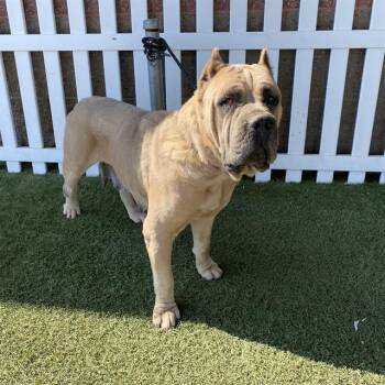 DIMPLES -  Cane Corso Dog for Adoption in Modesto, California - DIMPLES | PetCurious