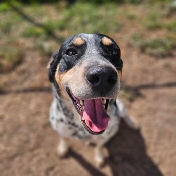 Rescue Bluetick Coonhound and Australian Cattle Dog Blue Heeler Dogs for Adoption in Kitchener, Ontario - Diesel | PetCurious