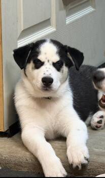 Husky Dogs Available for Adoption - Freckles | PetCurious