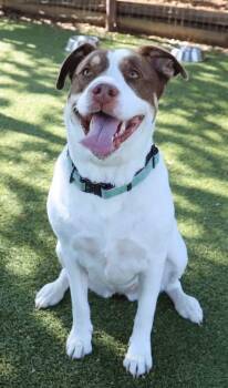 Birdie -  Hound Dog for Adoption in Fort Worth, Texas - Birdie | PetCurious