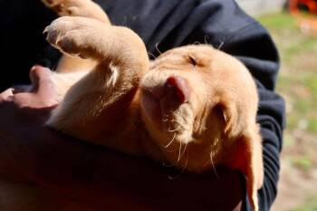PaZuzu -  Chesapeake Bay Retriever and Spaniel Dog for Adoption in Duluth, Minnesota - PaZuzu | PetCurious