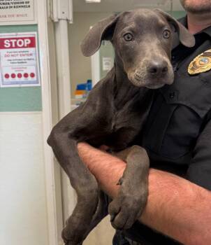 Labrador Retriever and Weimaraner Dogs Available for Adoption - Winky | PetCurious