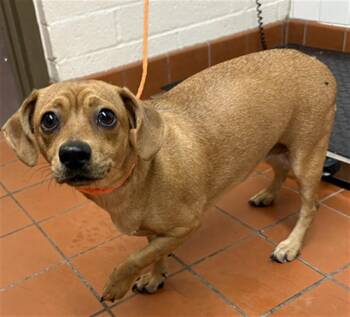 DARLA -  Dachshund and Chihuahua Dog for Adoption in Camarillo, California - DARLA | PetCurious
