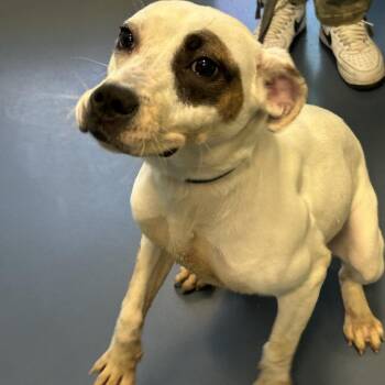 Mixed Breed Dogs Available for Adoption - DOE | PetCurious