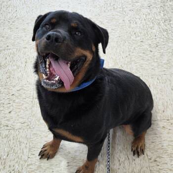 Gaius -  Rottweiler Dog for Adoption in Breese, Illinois - Gaius | PetCurious