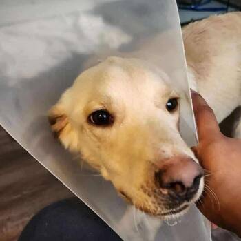 Rescue Labrador Retriever and Mixed Breed Dogs for Adoption in Campton Hills, Illinois - Stan | PetCurious