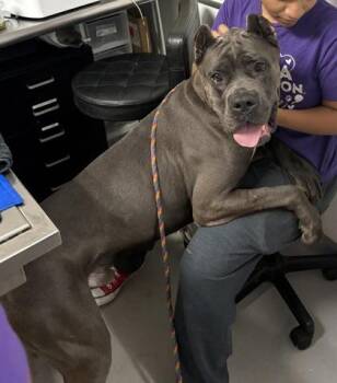 Sampson -  Cane Corso and Mixed Breed Dog for Adoption in West Chester, Pennsylvania - Sampson | PetCurious