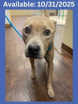 Rescue Pit Bull Terrier and Mixed Breed Dogs for Adoption in Greenville, Texas - Dog Kennel #21 Miracle | PetCurious