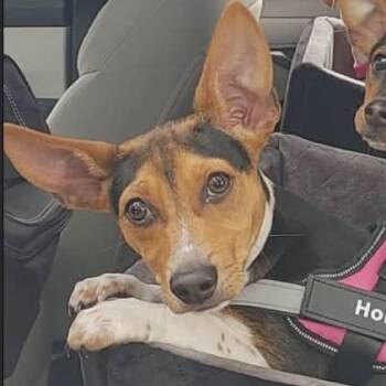 Fox Terrier and Rat Terrier Dogs Available for Adoption in Seguin, Texas -  Leo | PetCurious