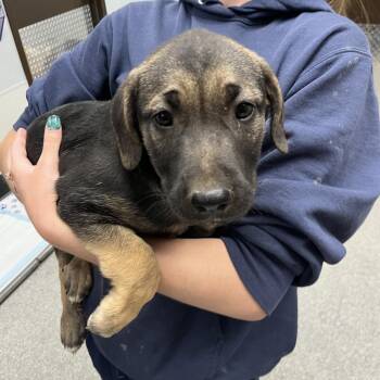 Vela -  German Shepherd Dog and Husky Dog for Adoption in Durango, Colorado - Vela | PetCurious