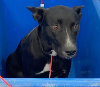 ORZO -  Mixed Breed Dog for Adoption in Dallas, Texas - ORZO | PetCurious