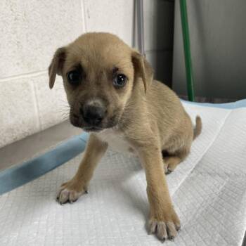 Woody Toystory C606 -  Border Terrier Dog for Adoption in Allen, Texas - Woody Toystory C606 | PetCurious