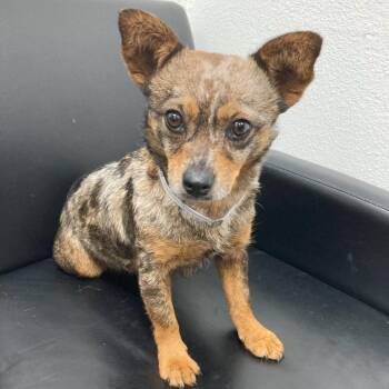 Chihuahua and Cattle Dog Dogs Available for Adoption in Hawthorne, California - Marsha | PetCurious