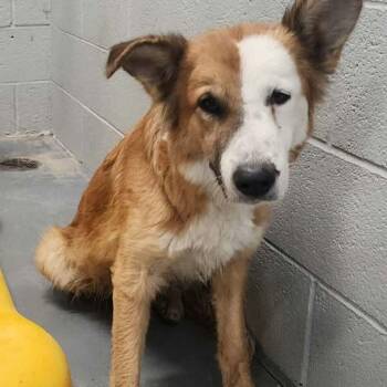 Elenore -  Australian Shepherd Dog for Adoption in Kingman, Arizona - Elenore | PetCurious