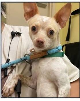 Chihuahua and Mixed Breed Dogs Available for Adoption in Columbus, Indiana - JarJar | PetCurious