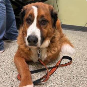 Fletcher -  Saint Bernard and Bernese Mountain Dog Dog for Adoption - Fletcher | PetCurious