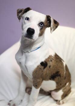 Naji in NH. Come Meet our Adoptable Dogs Wednesday-Saturday. Mor -  Catahoula Leopard Dog Dog for Adoption in Manchester, New Hampshire - Naji In NH. Come Meet Our Adoptable Dogs Wednesday-Saturday. Mor | PetCurious