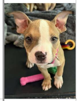 DOLLY 425 -  Mixed Breed Dog for Adoption in New Berlin, Wisconsin - DOLLY 425 | PetCurious