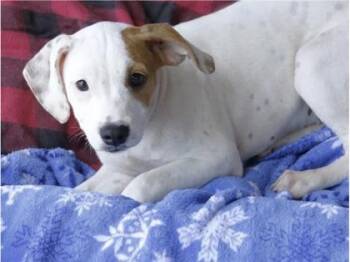 Salem - P -  Rat Terrier and Mixed Breed Dog for Adoption in Daytona Beach, Florida - Salem - P | PetCurious