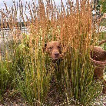 Legend -  Chocolate Labrador Retriever Dog for Adoption in Chicago, Illinois - Legend | PetCurious