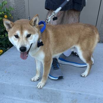Rescue Shiba Inu Dogs for Adoption in Las Vegas, Nevada - Boba | PetCurious
