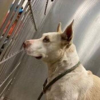 YORK-Stray-16098 -  Mixed Breed and Cattle Dog Dog for Adoption in York, Pennsylvania - YORK-Stray-16098 | PetCurious