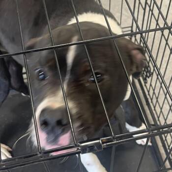 Creed -  Mixed Breed Dog for Adoption in Philadelphia, Pennsylvania - Creed | PetCurious