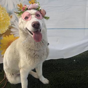 Husky Dogs Available for Adoption in Fresno, California - Tilly | PetCurious