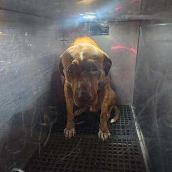 Squall -  Mixed Breed Dog for Adoption in Philadelphia, Pennsylvania - Squall | PetCurious