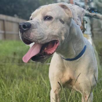 Rescue Dogo Argentino and Great Dane Dogs for Adoption in Sugar Land, Texas - Casper | PetCurious