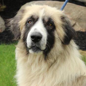 Gibbon -  Great Pyrenees Dog for Adoption in Eaton, Ohio - Gibbon | PetCurious
