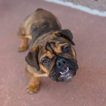 English Bulldog Dogs Available for Adoption in Hamilton Township, New Jersey - FIONA | PetCurious