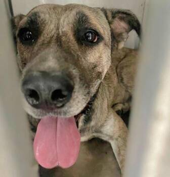 Mayo -  Mixed Breed and Anatolian Shepherd Dog for Adoption in Austin, Texas - Mayo | PetCurious