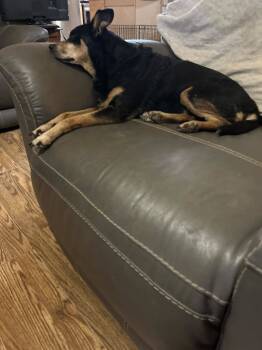 Rescue Miniature Pinscher Dogs for Adoption in Staunton, Virginia - Granny | PetCurious