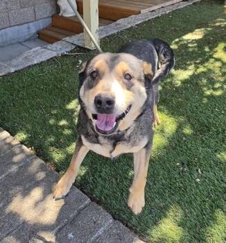 Carmen -  Shepherd Dog for Adoption in Phoenix, Oregon - Carmen | PetCurious