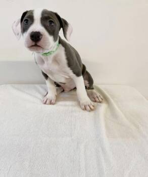 Rescue Mixed Breed Dogs for Adoption in Los Angeles, California - Shrek | PetCurious