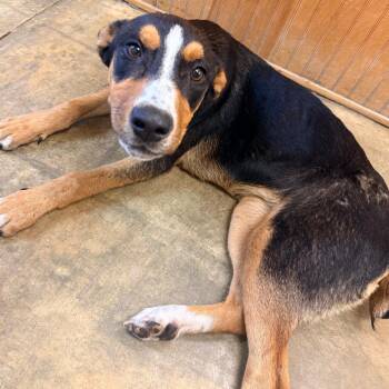 Mixed Breed Dogs Available for Adoption in Corinth, Mississippi - Butter | PetCurious